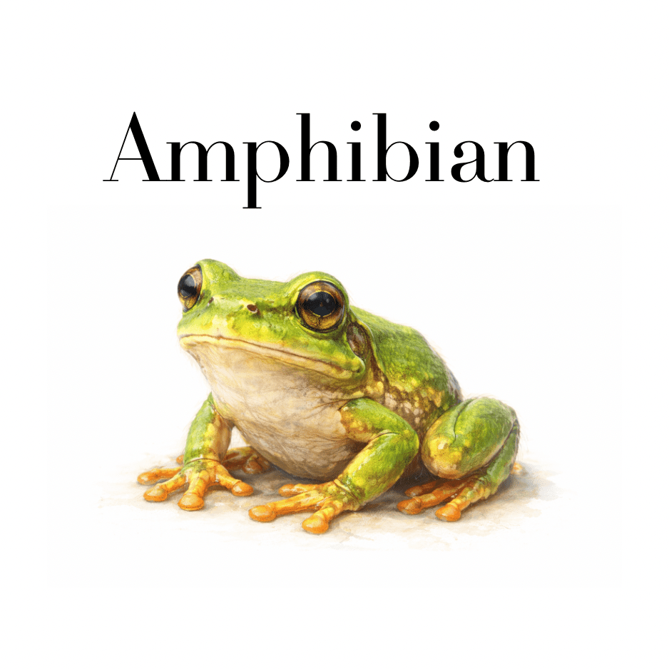 Amphibian - Wormstead Farm