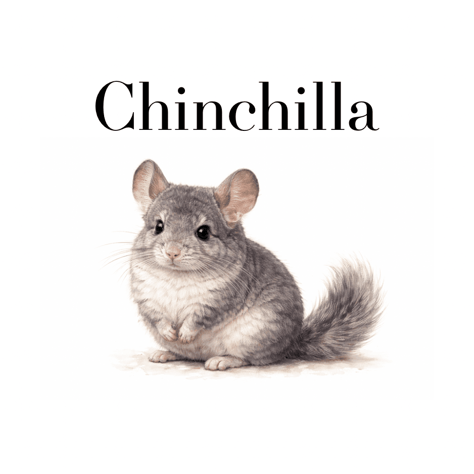Chinchilla - Wormstead Farm
