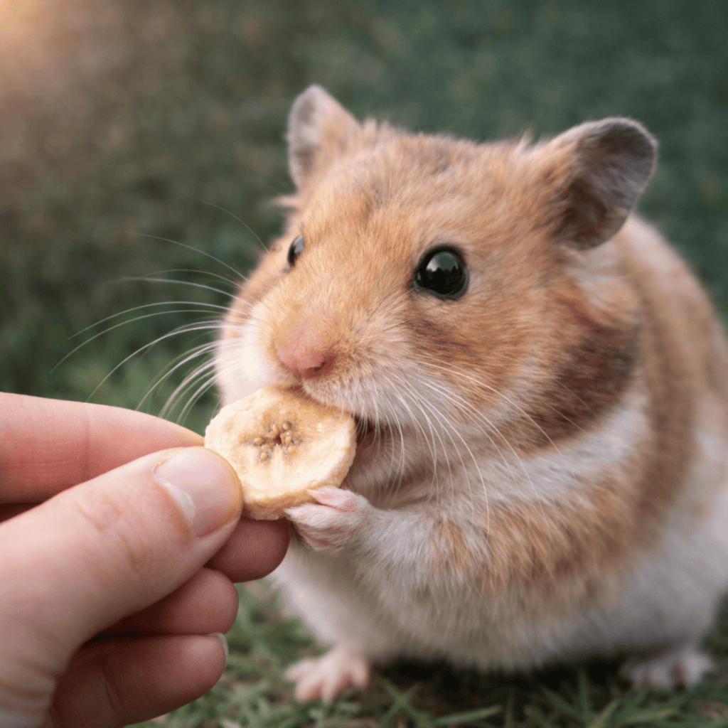 Banana Freeze - Dried 40g - Wormstead Farm