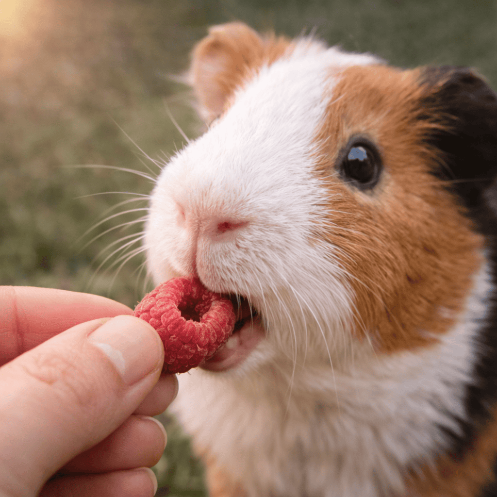 Raspberries Freeze - Dried 30g - Wormstead Farm